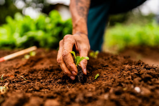Home and garden